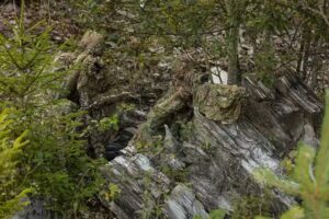 Dutch Defence Store B.V.