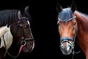 Noble Spirit Horses