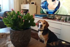 Rauwvlees Boetiek Aukje